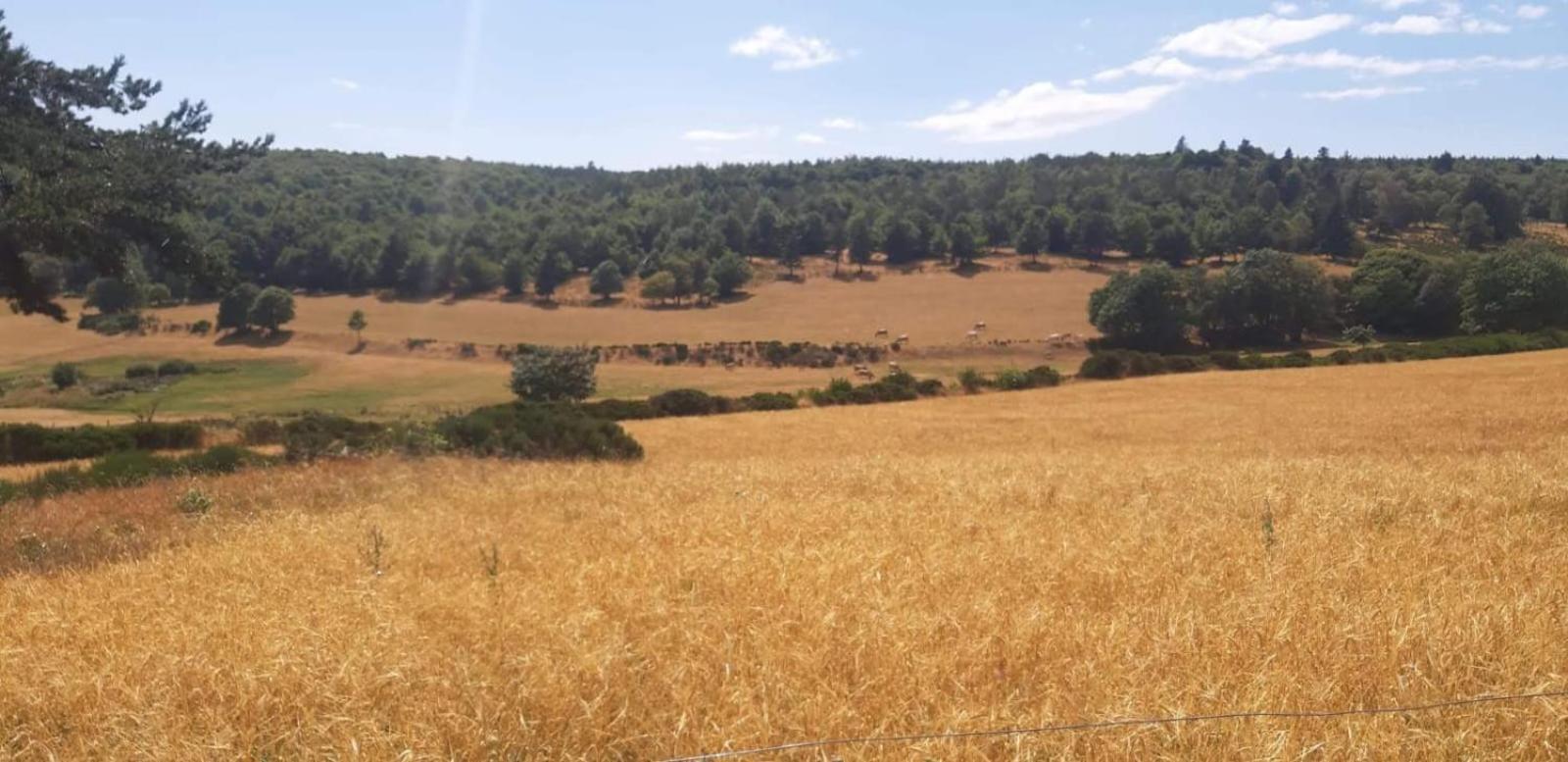 Gite Le Petit Nice Pradelles Exterior foto